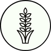Acıbakla